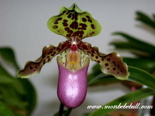 Paph henryanum.jpg